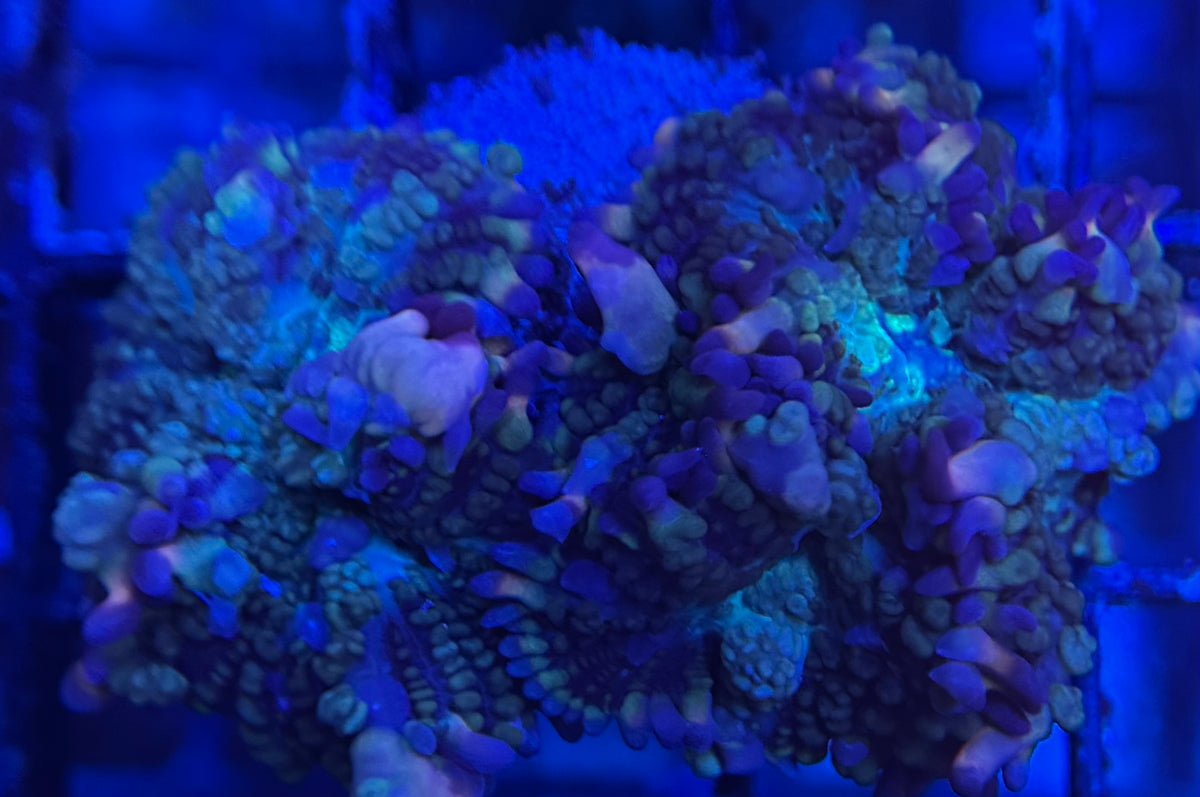 HD (ACI) Galaxy Bounce Mushroom Double