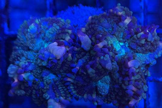 HD (ACI) Galaxy Bounce Mushroom Double