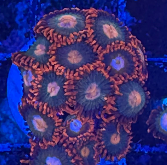 WYSIWYG - HD Gatorade Zoas - 12+ Polyps