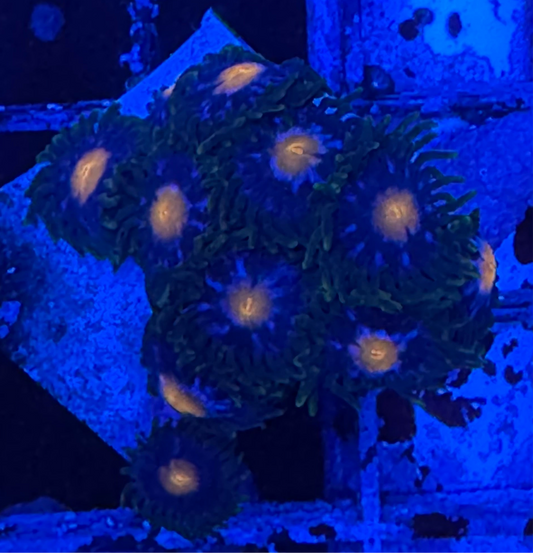 WYSIWYG - HD Jersey Blow Pops Zoas - 10+