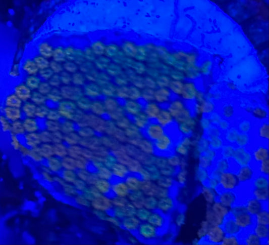 HD (ACI) Raindow Monti - Frag - WYSIWYG
