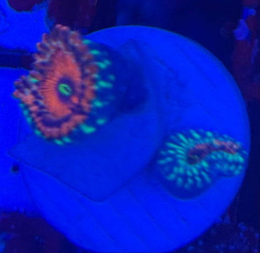 HD (ECC) OG Seduction Zoas- 2+ Polyps! - WYSIWYG