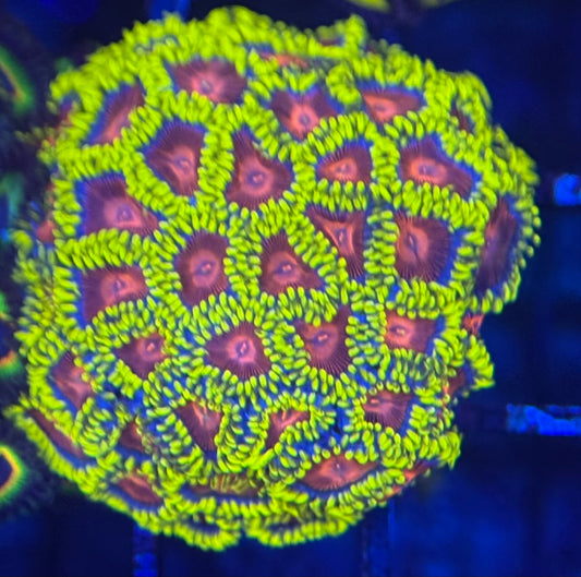 HD (CC) Spitfires Zoas - 40+ Polyps