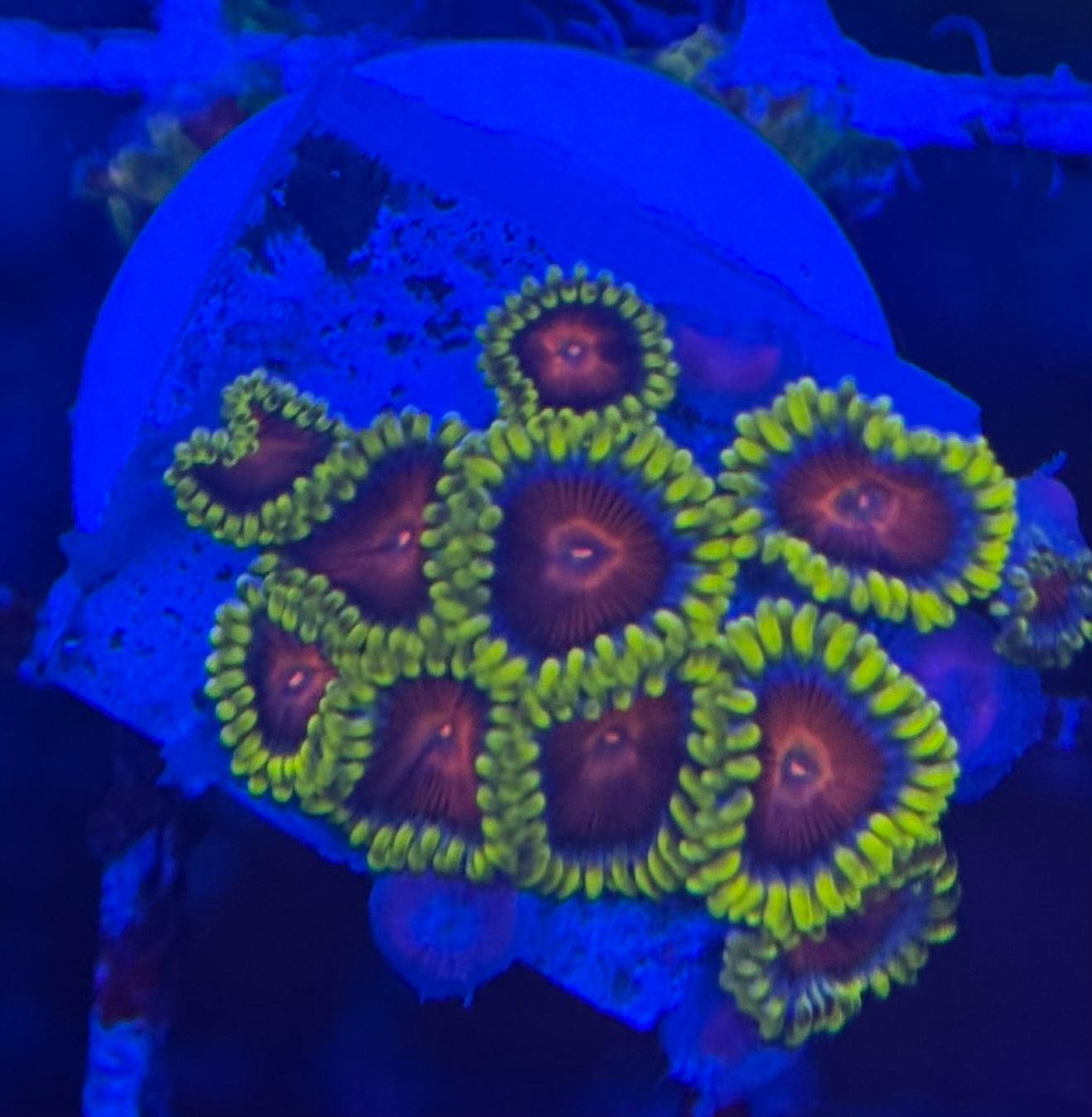 HD (CC) Spitfires Zoas- 11+ Polyps! - WYSIWYG