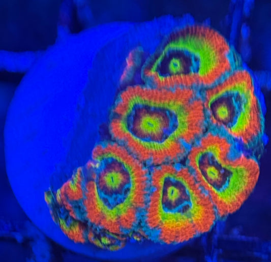 HD (CK) Holy Grail Micromussa