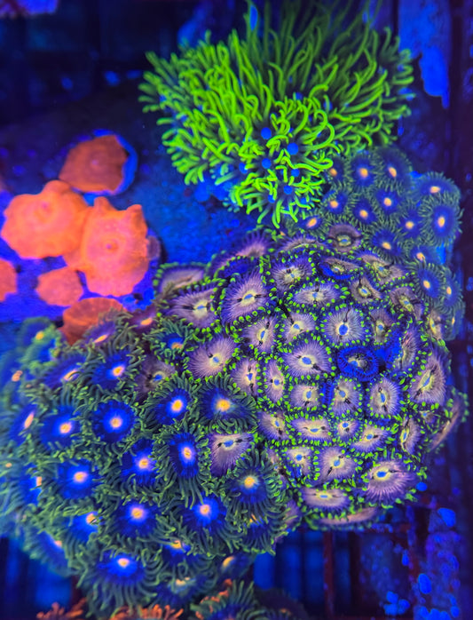 HD Aquacultured Mini Reef Tile - WYSIWYG