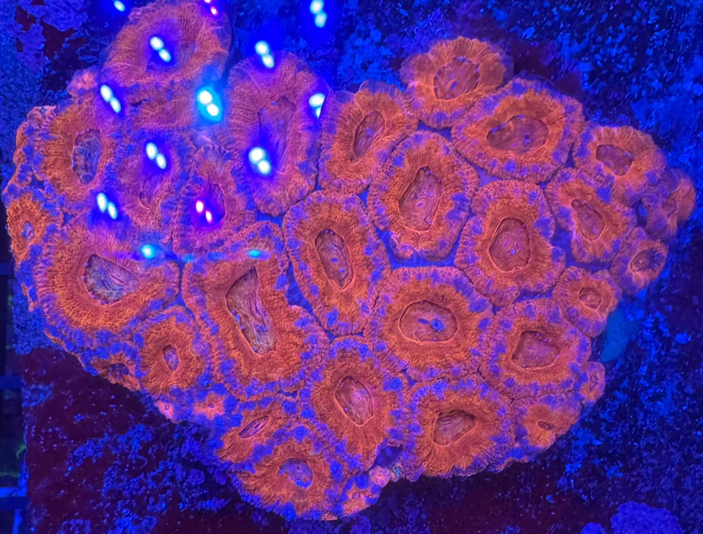 HD USEDTOBERAINBOW Acan - Cut To Order Frags