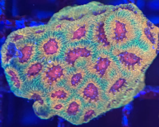 HD Fascination Favia - WYSIWYG