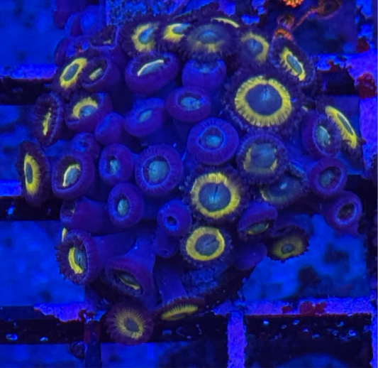 WYSIWYG - HD (ACI) Zombie Banana Zoas - 30+ polyps