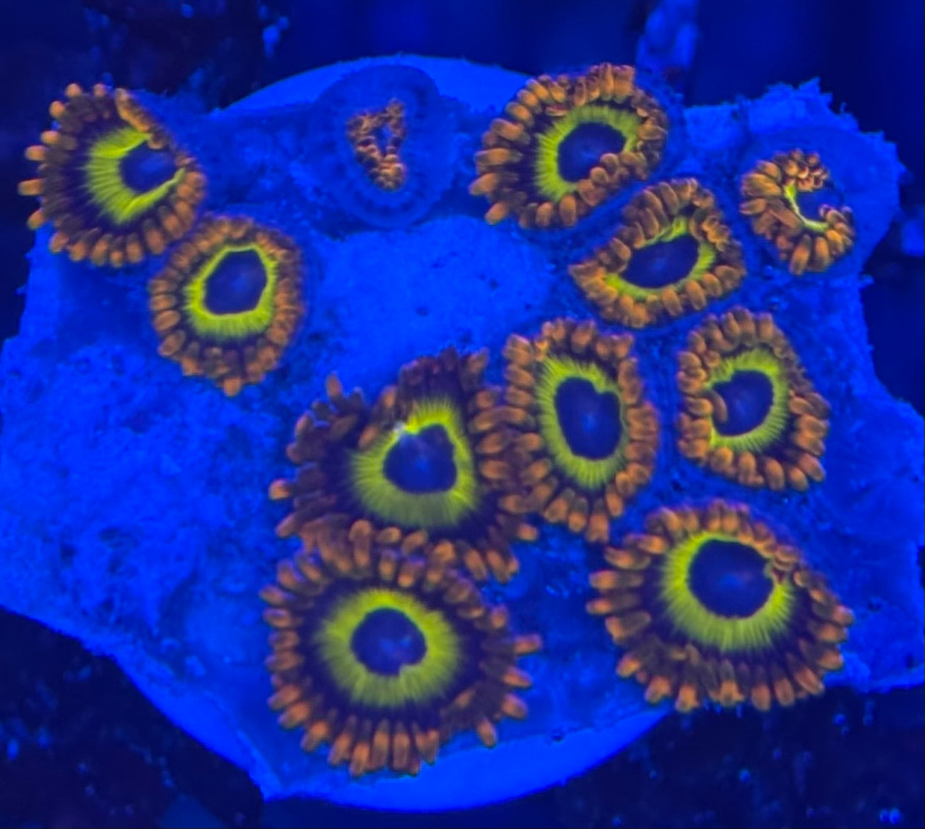 HD (ACI) Fruit Loops Zoas - 11+ Polyps! - WYSIWYG