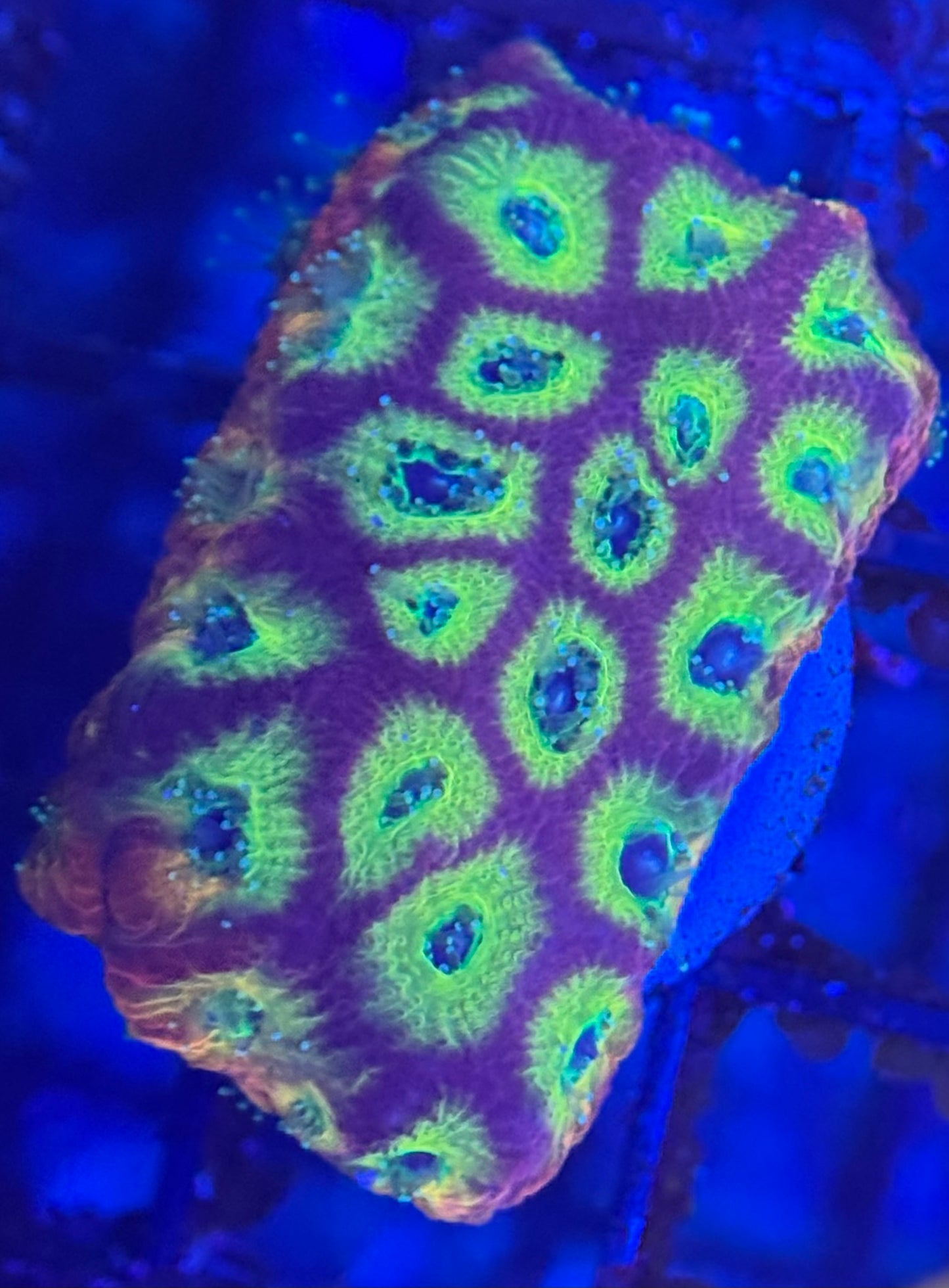 HD (ACI) Fireworks Favites - Xl Frag - WYSIWYG