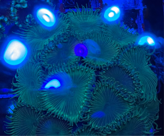 WYSIWYG - HD Nuclear Green Paly Colony