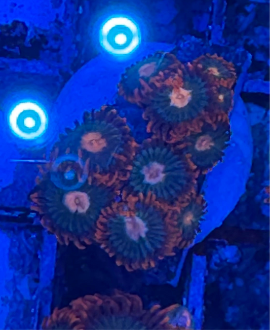 WYSIWYG - HD Gatorade Zoas - 11+ Polyps