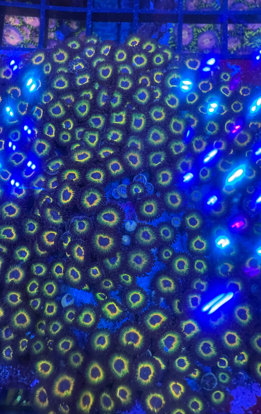 HD (ECC) Bob Marley Zoas - Cut To Order Frag