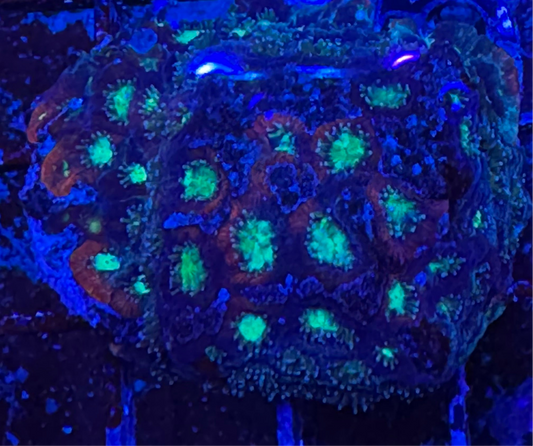 WYSIWYG - Tank Grown Tri Color War Coral L Size