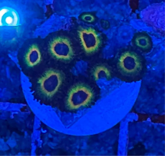 WYSIWYG - HD Bob Marley Zoas - 9+ Polyps