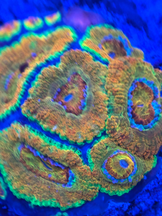 HD (BSA) Killshot Acan - Cut To Order Frag