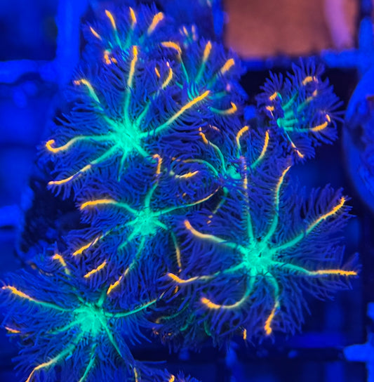HD (TSA) Fireworks Cloves Polyps - 8+ Polyps