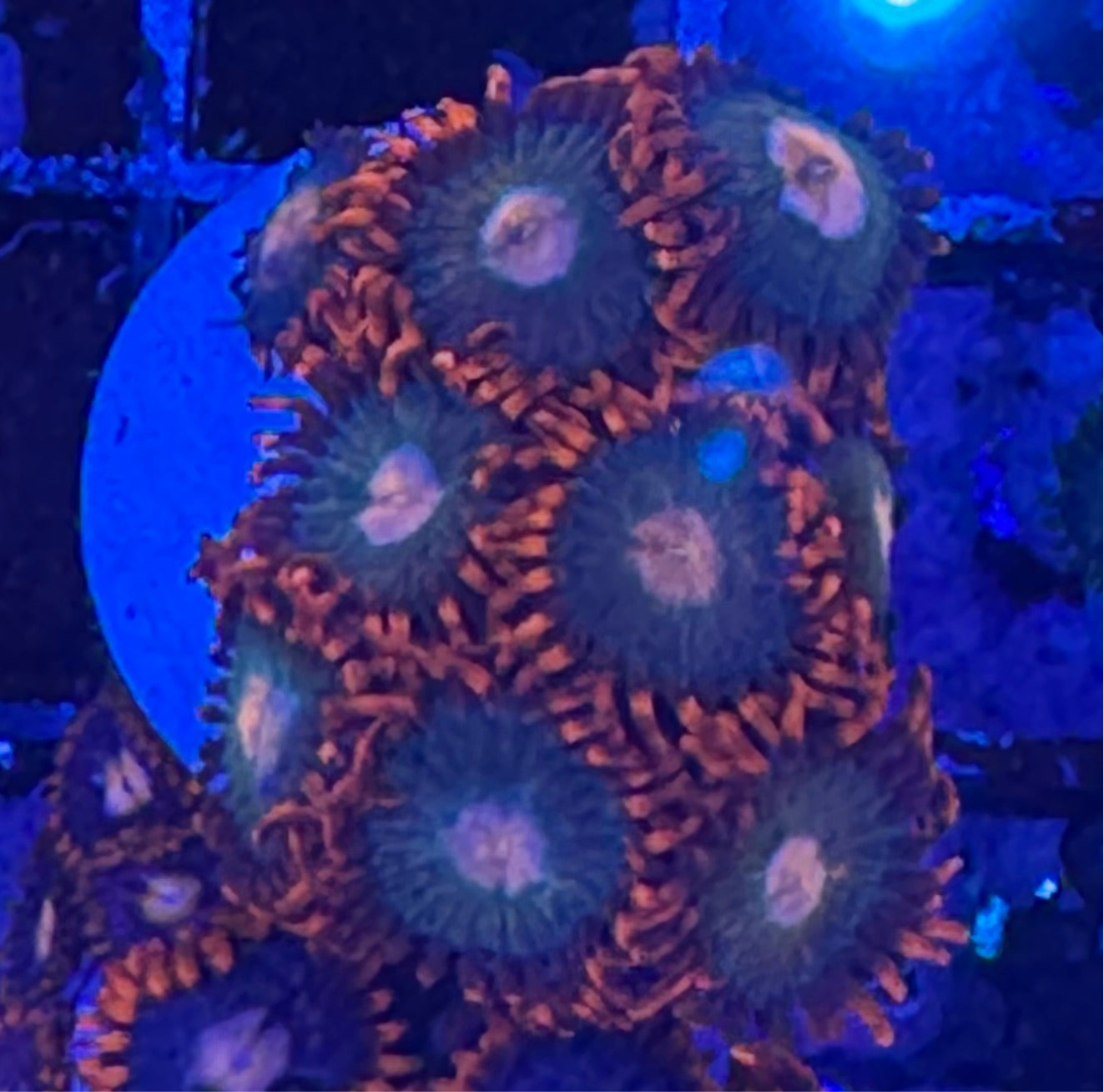 WYSIWYG - HD Gatorade Zoas - 9+ Polyps