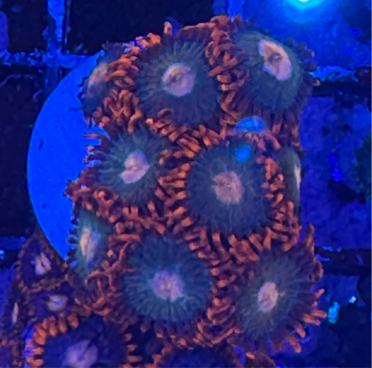 WYSIWYG - HD Gatorade Zoas - 9+ Polyps