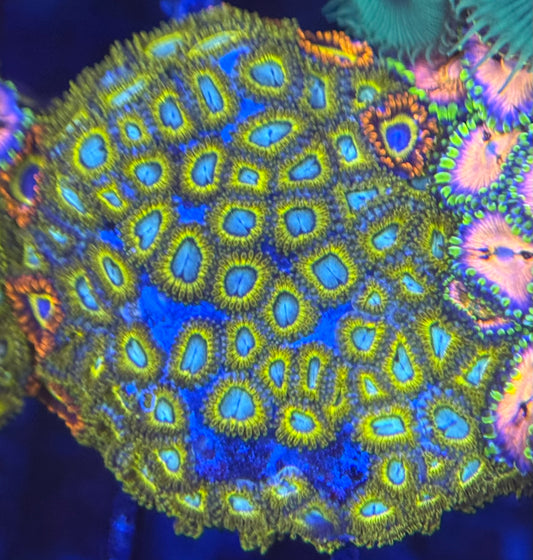 HD (ECC) Pikachus Zoas - 64+ Polyps