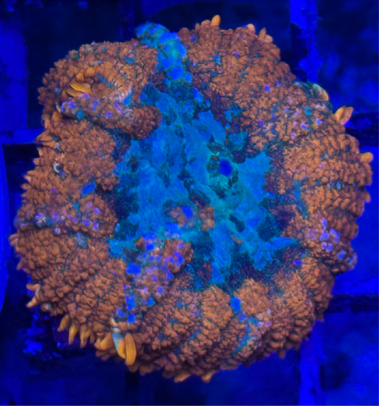 WYSIWYG - HD Blue Balls Bounce Mushroom