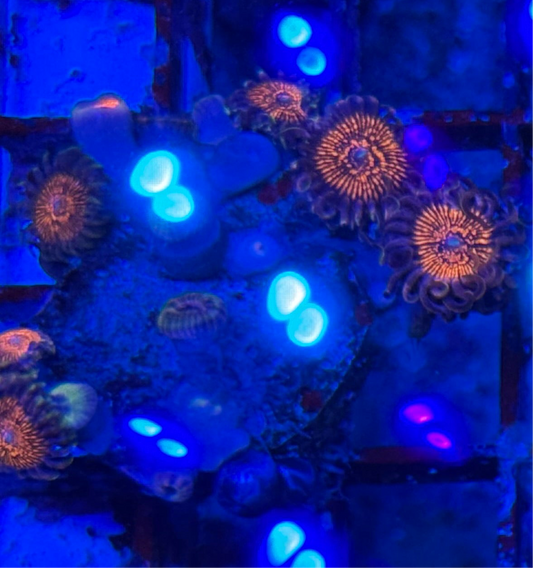 WYSIWYG - HD (ARC) Nightcrawler Zoa - 8 + Polyp