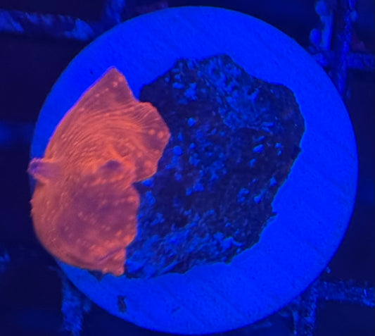 HD Unique Iron Man Mushroom