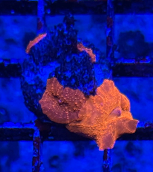 WYSIWYG - HD Iron Man Discosoma Mushrooms