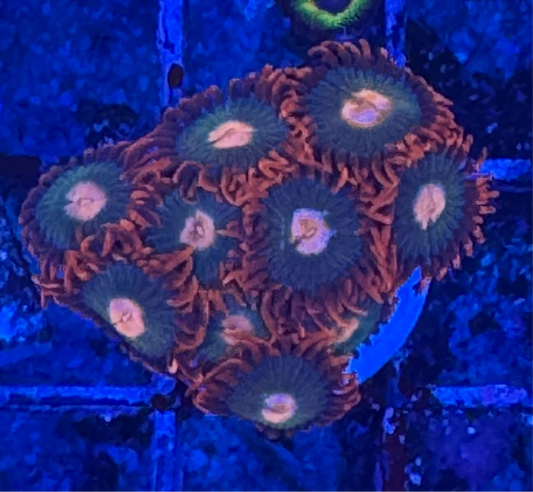 WYSIWYG - HD Gatorade Zoas - 10+ Polyps