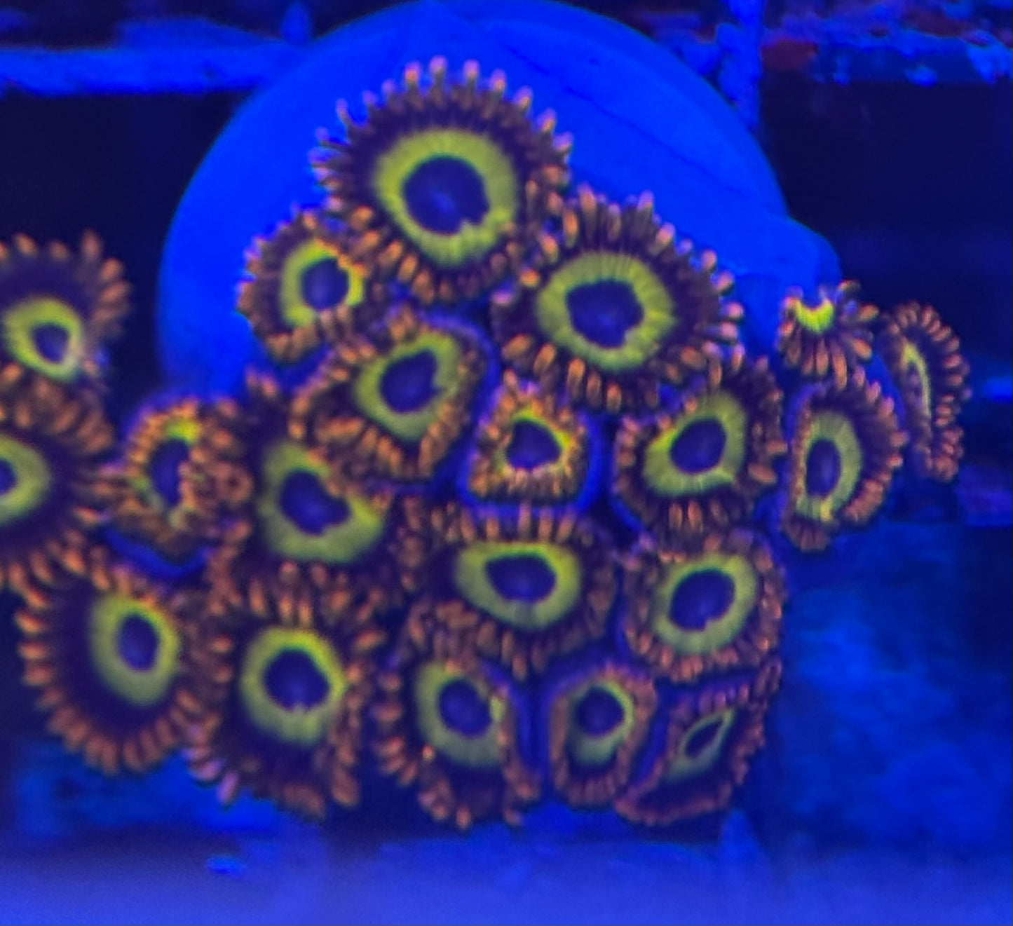 HD (ACI) Fruit Loops Zoas - 18+ Polyps! - WYSIWYG