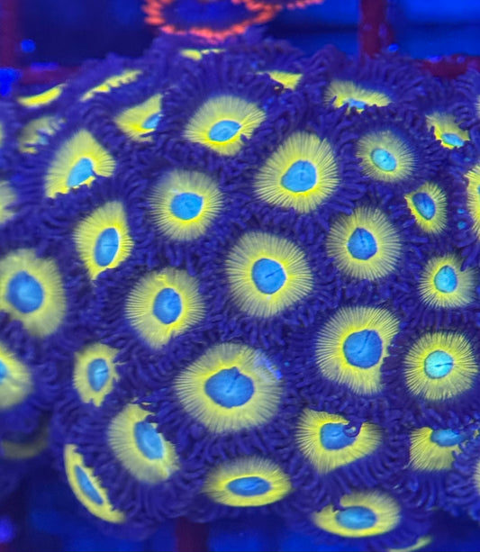 HD (ACI) Zombie Banana Zoas - 30+ Polyps! -WYSIWYG