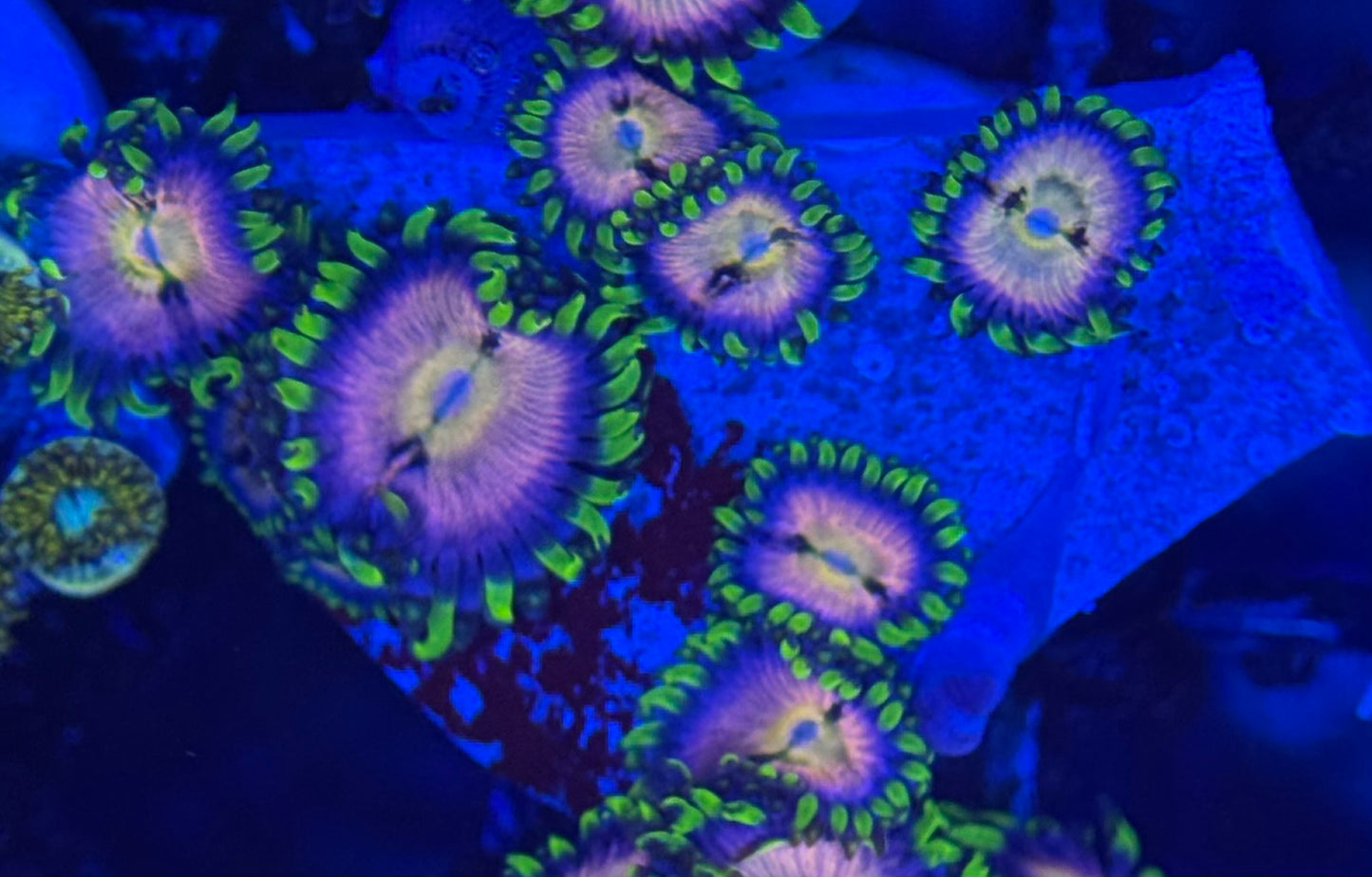 HD (ACI) Nirvana Zoas - 8+ Polyps! - WYSIWYG