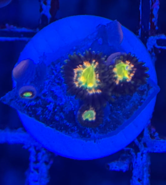 HD (ECC) Solar Flare Zoas - 6+ Polyps! - WYSIWYG