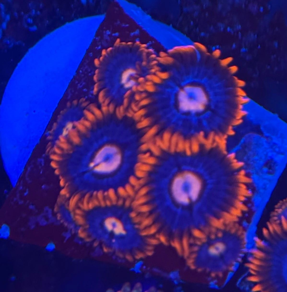 HD (ECC) Fire and Ice Zoas - 7+ Polyps! - WYSIWYG