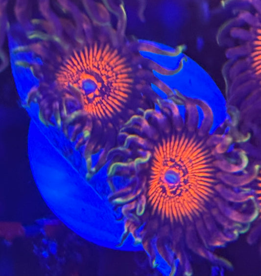 HD (ARC) Nightcrawler Zoas - WYSIWYG