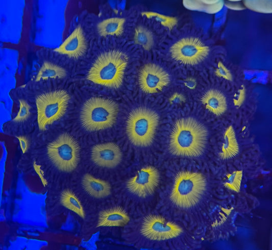 HD (ACI) Zombie Banana Zoas - 31+ Polyps! -WYSIWYG