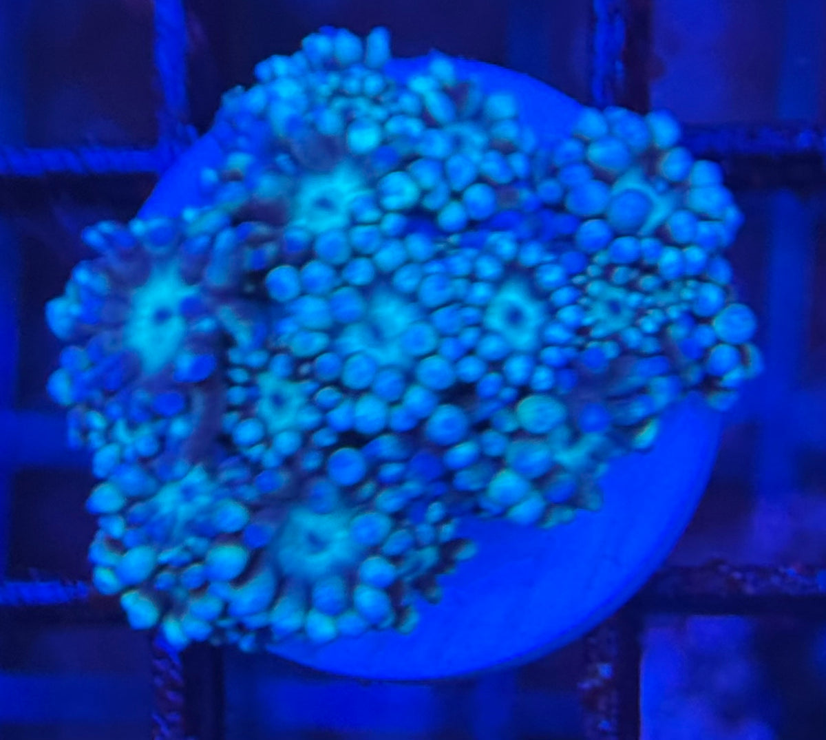 HD (TCK) Teal Goni