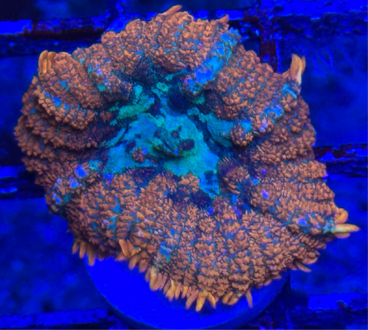 WYSIWYG - HD Blue Balls Bounce Mushroom