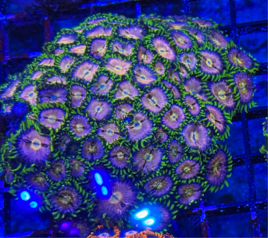 WYSIWYG - HD (ACI) Nirvana Zoas Colony - 50+ Polyps