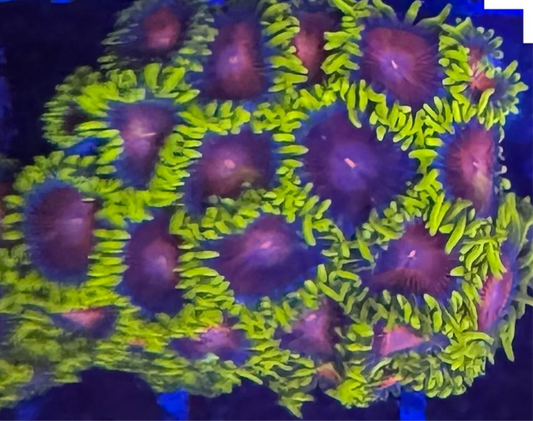 HD (CC) Spitfire Zoas - Cut To Order!