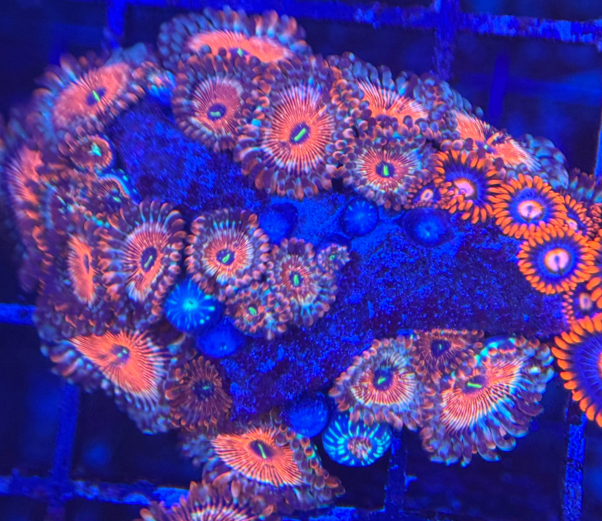 HD (ECC) OG Seduction + Fire and Ice Friends Zoas - 30+ Polyps