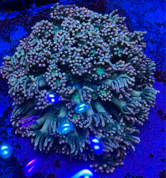 HD (TCK) Blazefire Goni - Cut To Order Frag!