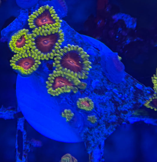 HD (CC) Spitfires Zoas- 10+ Polyps! - WYSIWYG