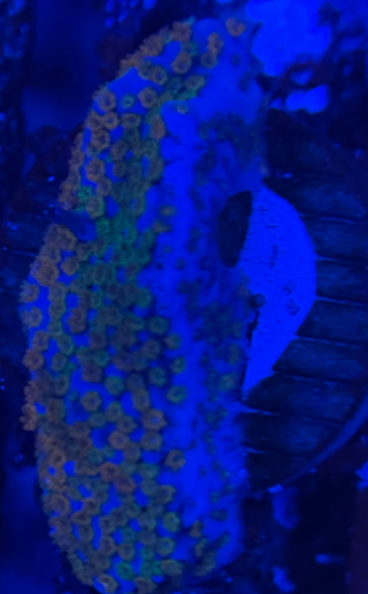 HD (ACI) Rainbow Monti- Frag - WYSIWYG