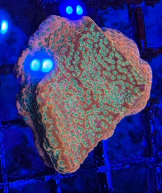 WYSIWYG - HD (ACI) Tropicana Monti - XL Size