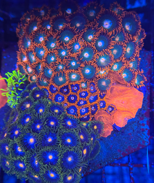 HD Aquacultured Mini Reef Tile - WYSIWYG