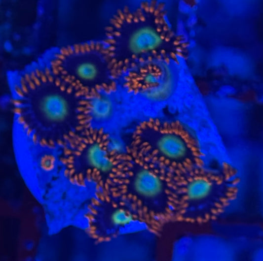 HD (TSA) Circus Freaks Zoas - 11+ Polyps! - WYSIWYG