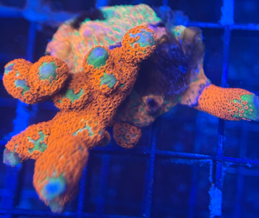 HD (ACI) Forest Fire Digi Mini Colony