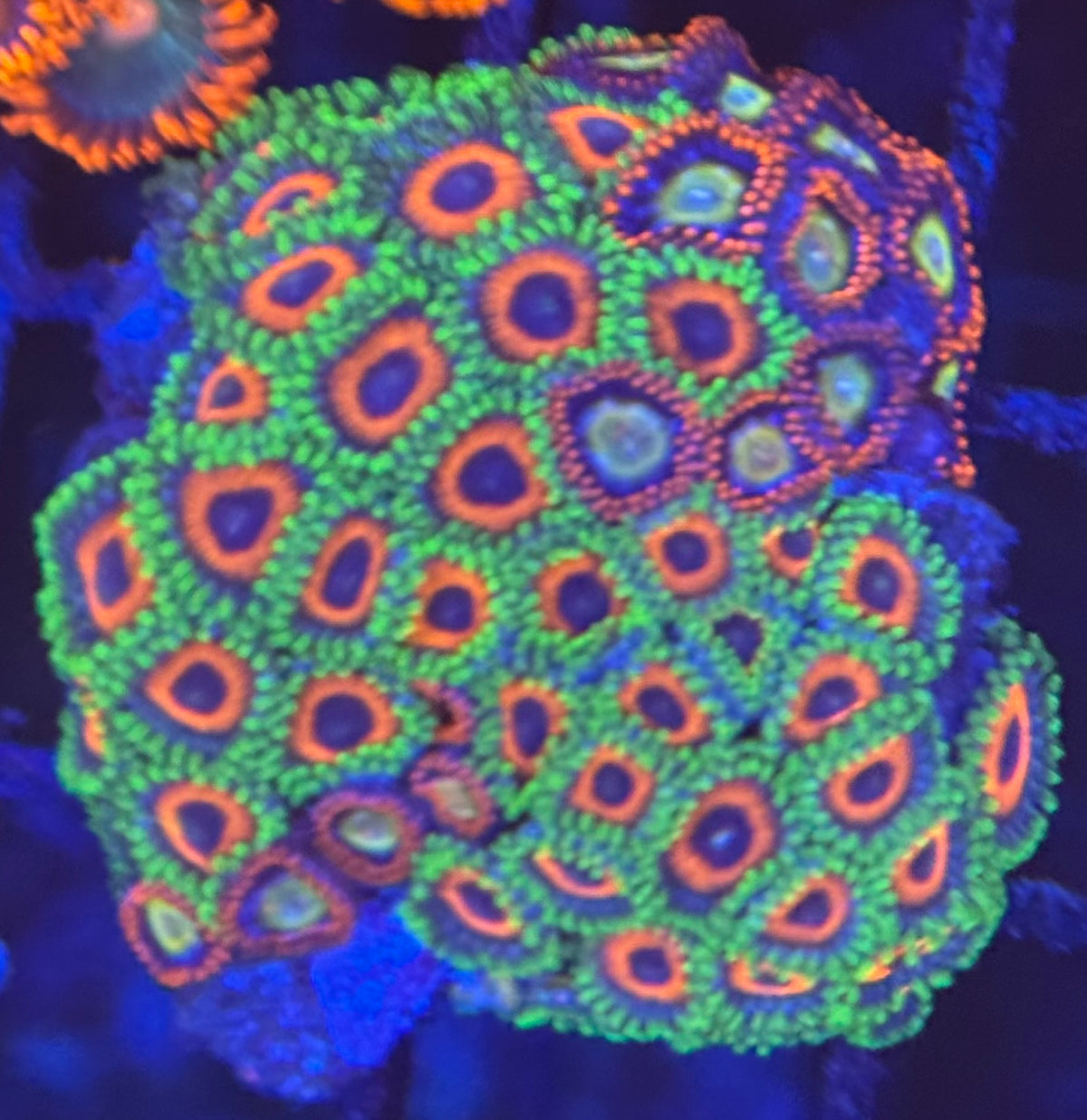 HD (ECC) Orange Sherberts + (TSA) Circus Freaks Zoa - 55+ Polyps